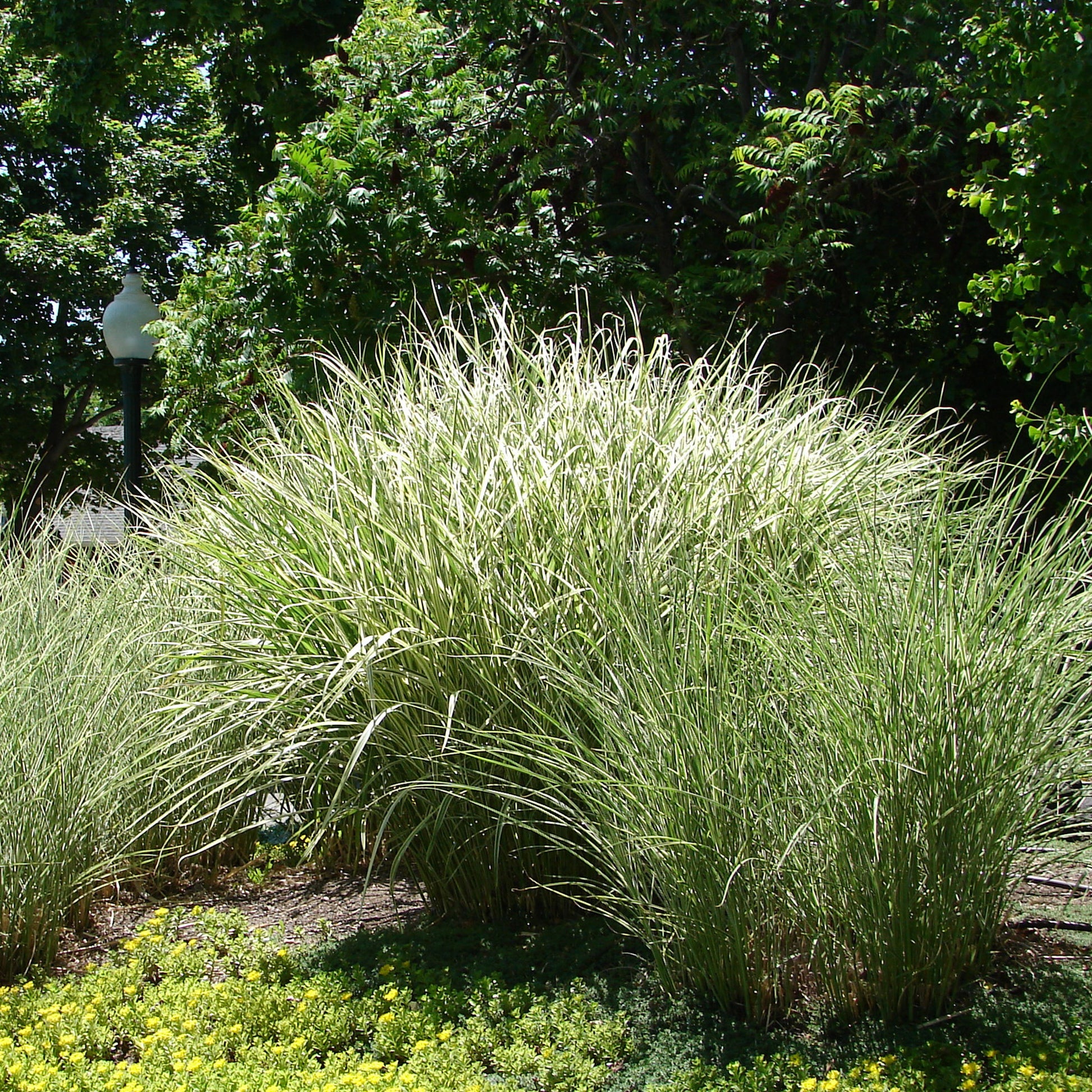 Roseau de Chine 'Morning Light' - Miscanthus - Miscanthus