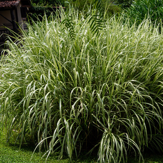 Roseau de Chine 'Variegatus' - Bakker