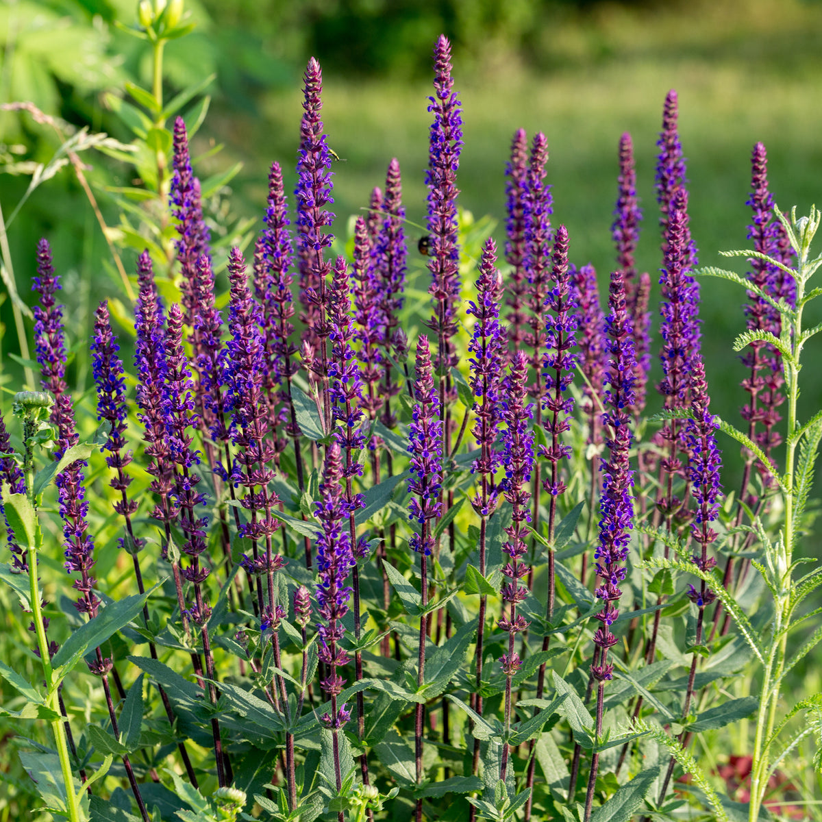 Salvia Bleu 'Caradonna' - Salvia nemorosa caradonna - Bakker