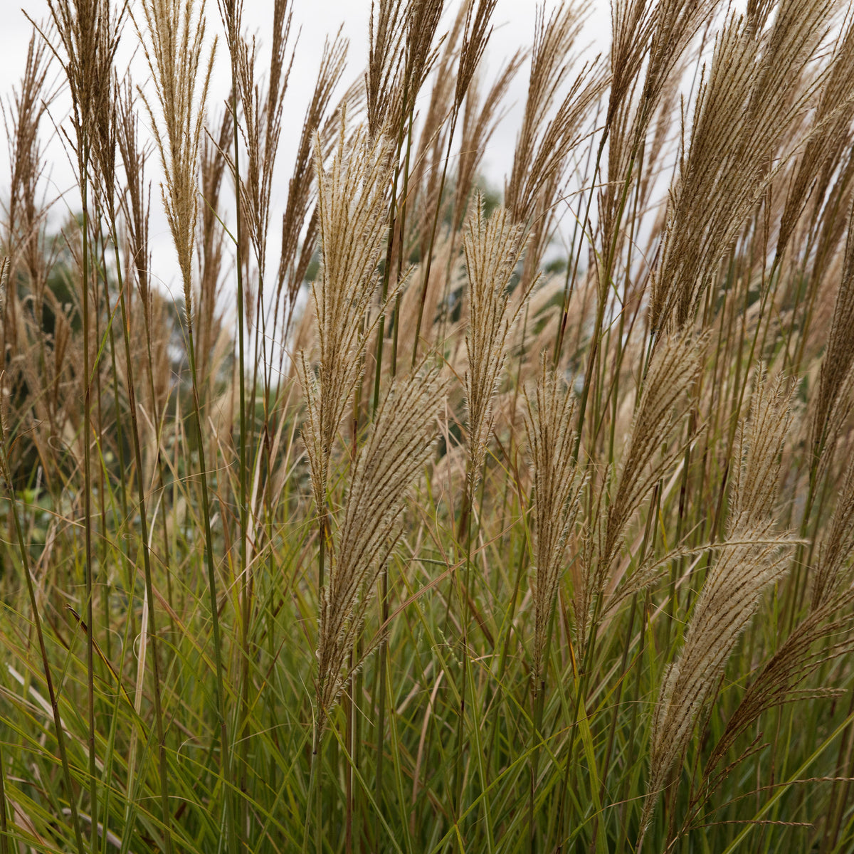 Roseau de Chine 'Gracillimus' - Eulalie - Miscanthus - Bakker