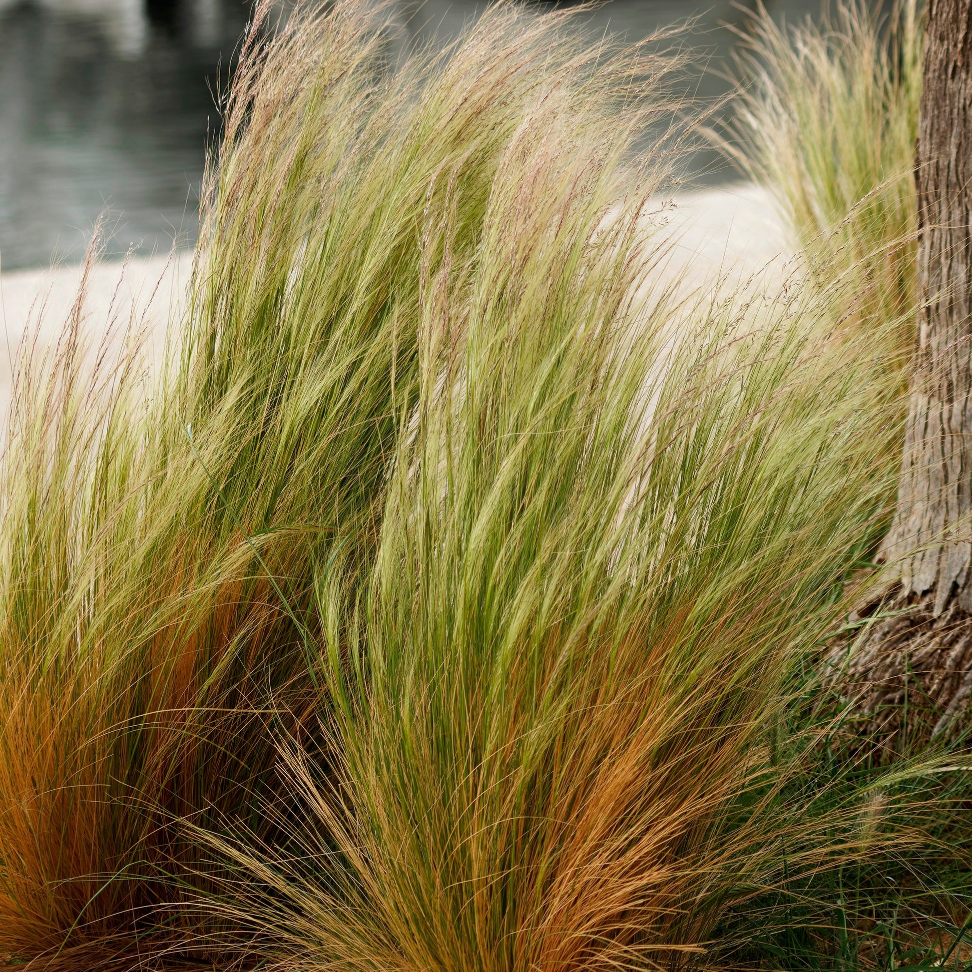 Vente 3 graminées pour sol sec  - Pennisetum alopecuroides,Stipa tenuissima ,Festuca glauca