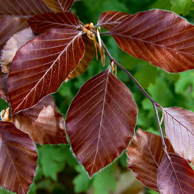Hêtres et Charmes - Hêtre commun pourpre - Fagus sylvatica purpurea
