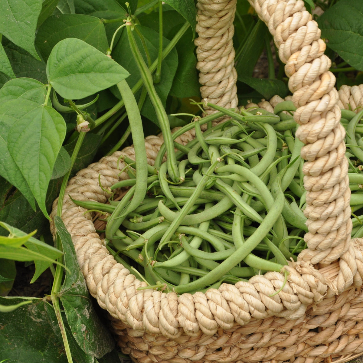 Phaseolus vulgaris Contender - Haricot nain mangetout Contender - Graines de haricots