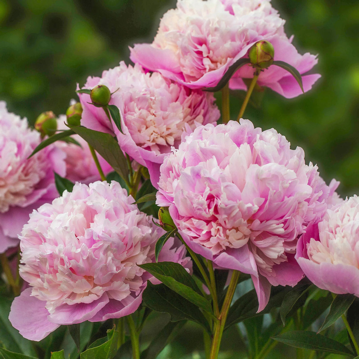 Paeonia lactiflora Sorbet, Karl Rosenfield - Duo de Pivoines rouge et rose  - Pivoines