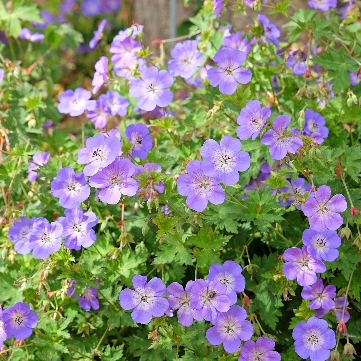 Vente Bec de grue Geranium 'Rozanne'