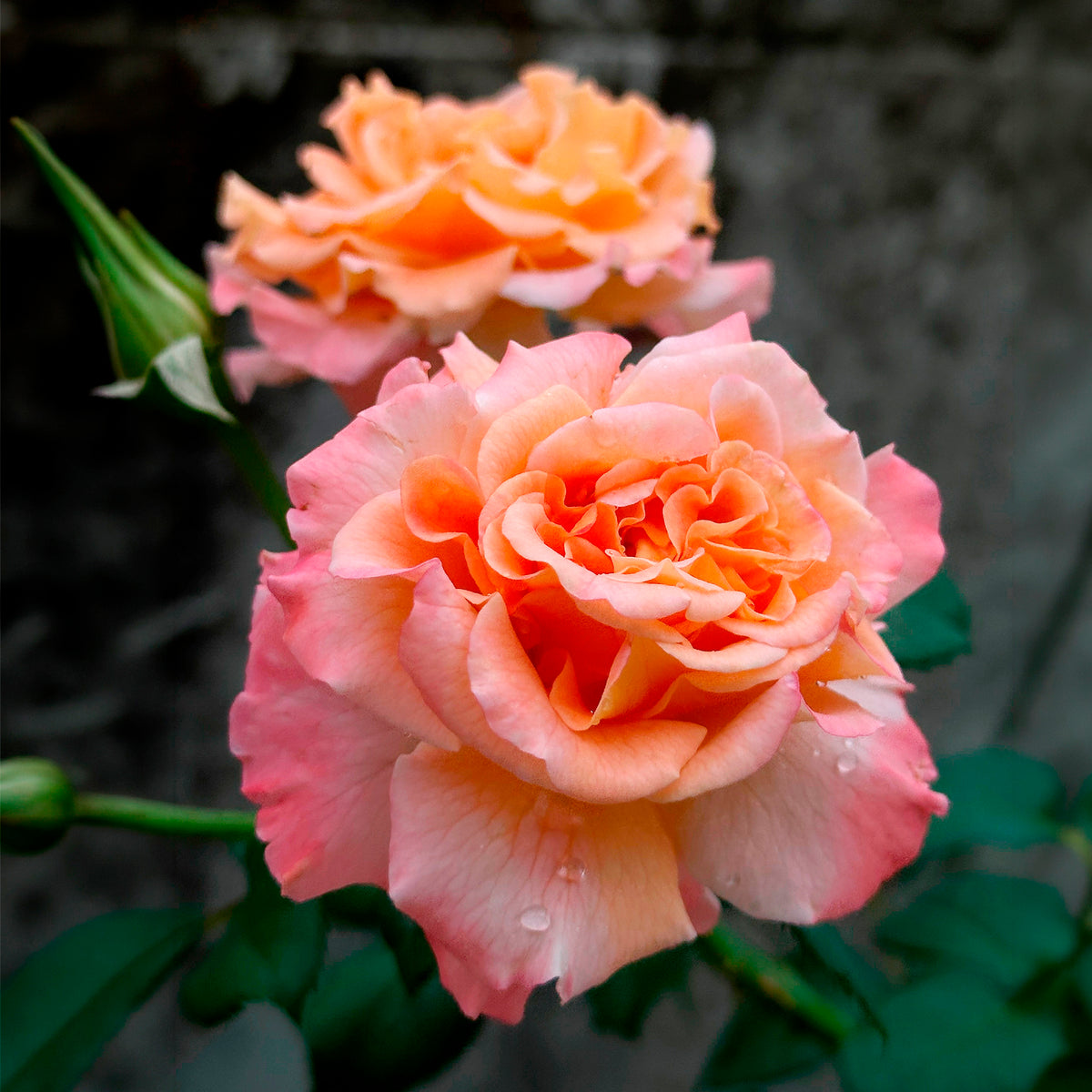 Rosier à grandes fleurs 'Augusta Louise' - Rosa augusta louise - Bakker