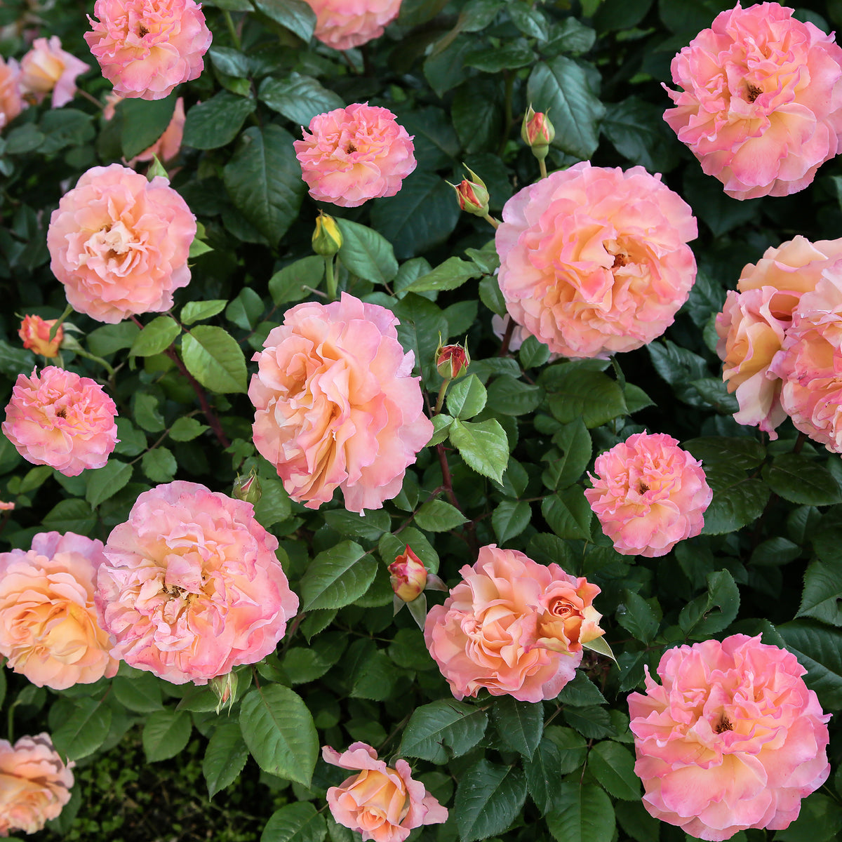 Rosiers à grandes fleurs - Rosier à grandes fleurs 'Augusta Louise' - Rosa augusta louise