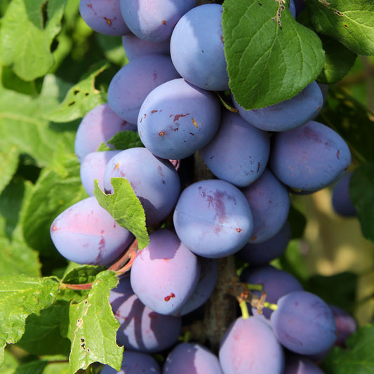 Mini Prunier Black Amber - Bakker