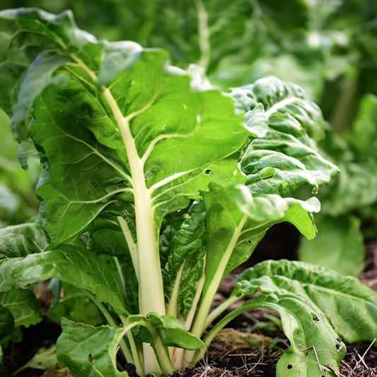 Bakker - Poirée Blonde à cardes blanches 2 - Beta vulgaris cicla blonde à cardes blanches 2 - Potager