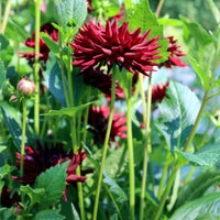 Bulbes de Dahlia - 3 Dahlias cactus presque noir Tamburo - Dahlia tamburo
