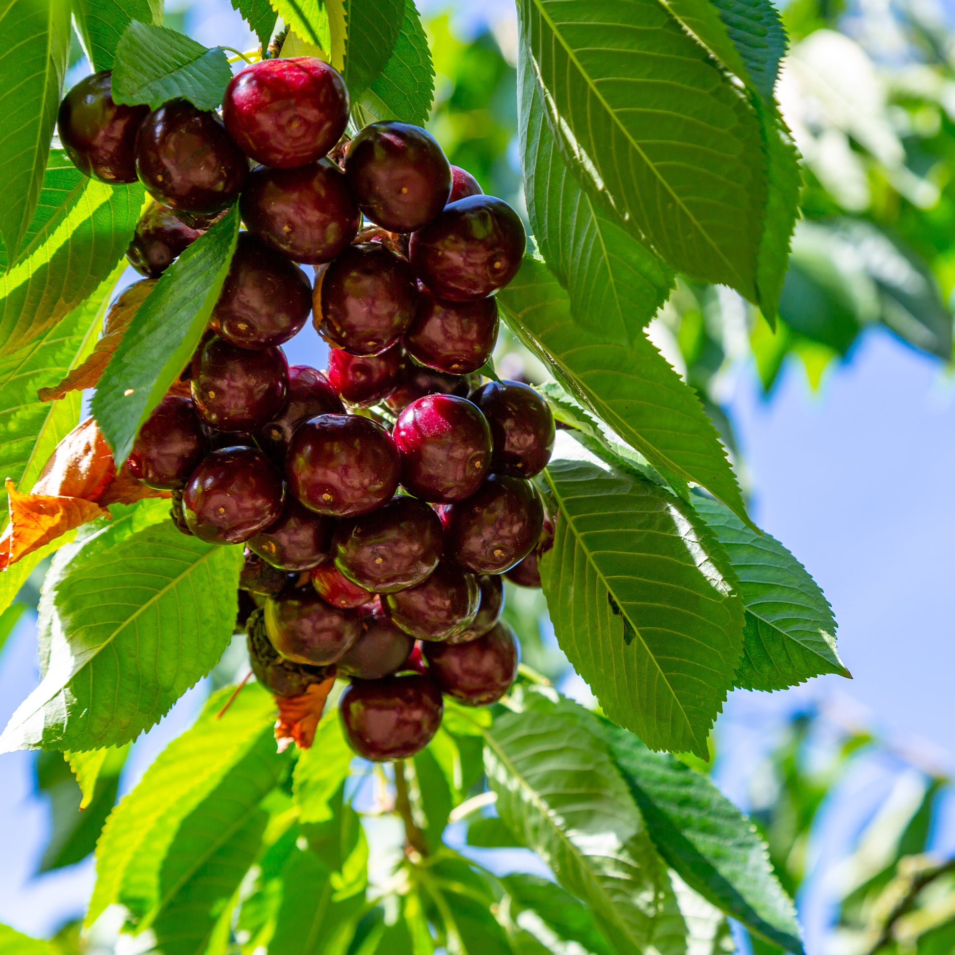 Cerisier 'Kordia' - Arbres et haies