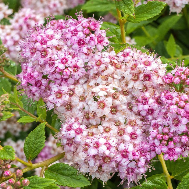 Spirée du Japon Shirobana - Spiraea japonica Genpei - Bakker