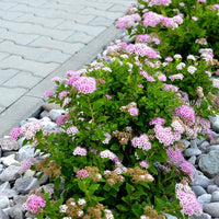 Spirée du Japon Shirobana - Spiraea japonica shirobana - Arbustes fleuris