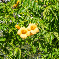 Campsis radicans Yellow Trumpet - Campsis radicans 'Yellow Trumpet' - Plantes grimpantes