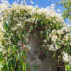 Clématite 'Armandii' blanc - Bakker