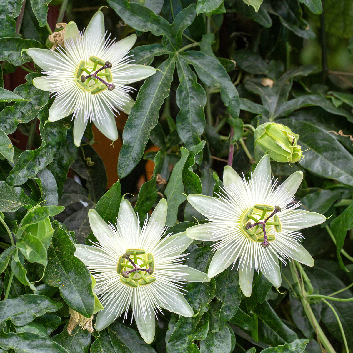 Passiflore - Passiflore 'Constance Elliot' - Passiflora caerulea constance elliot