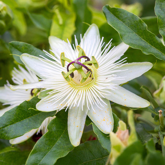Passiflore 'Constance Elliot' - Bakker