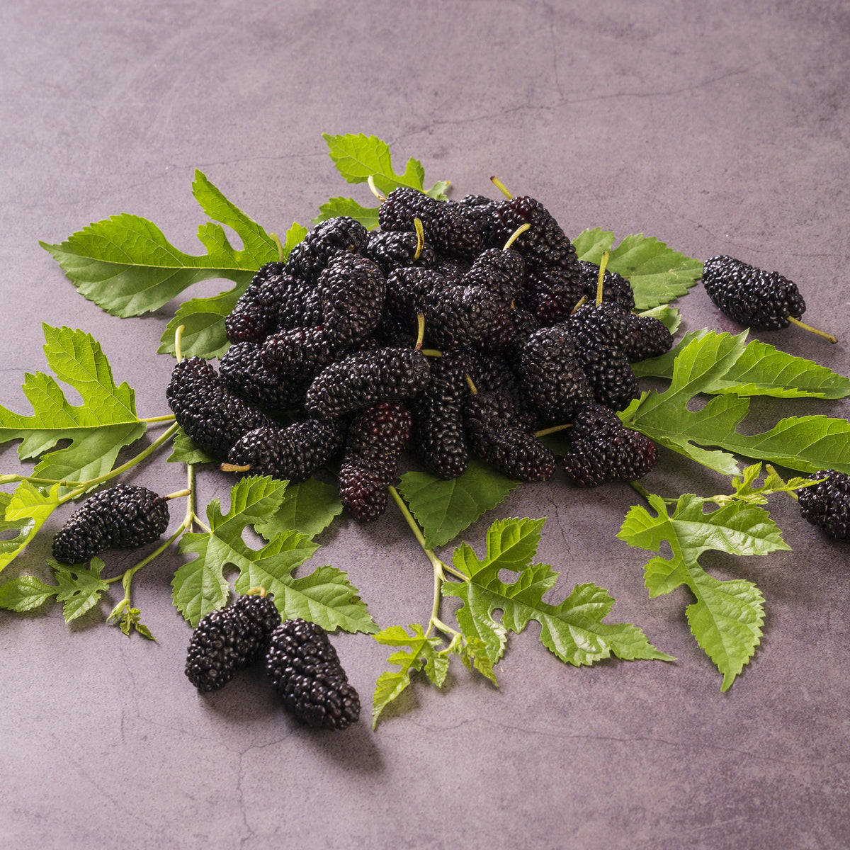 Vente Mûrier de Corée 'Mulle' - Arbres fruitiers