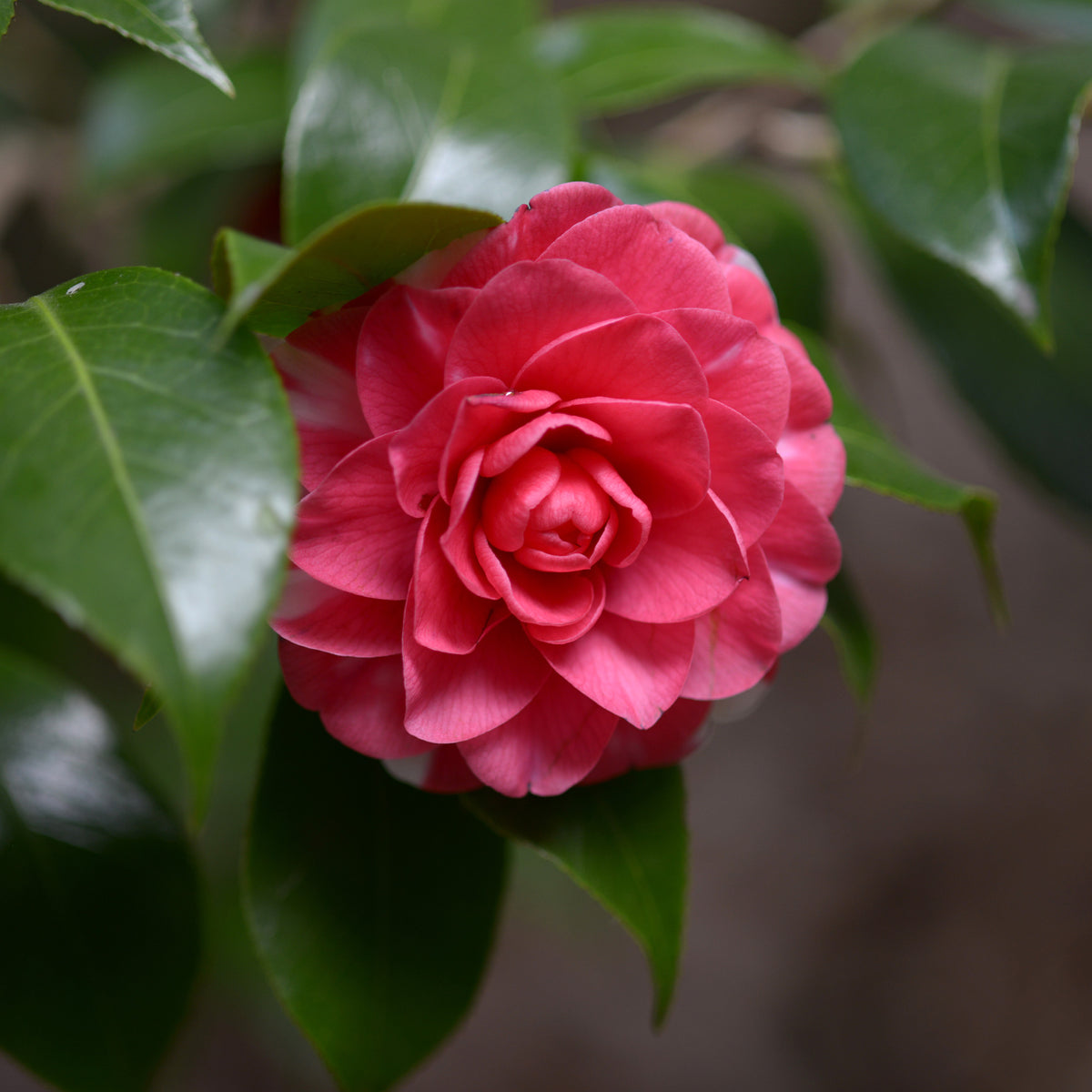 Camélia du Japon 'Principessa Bacioccho' - Bakker