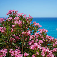 Laurier-rose - Laurier-rose - Nerium oleander