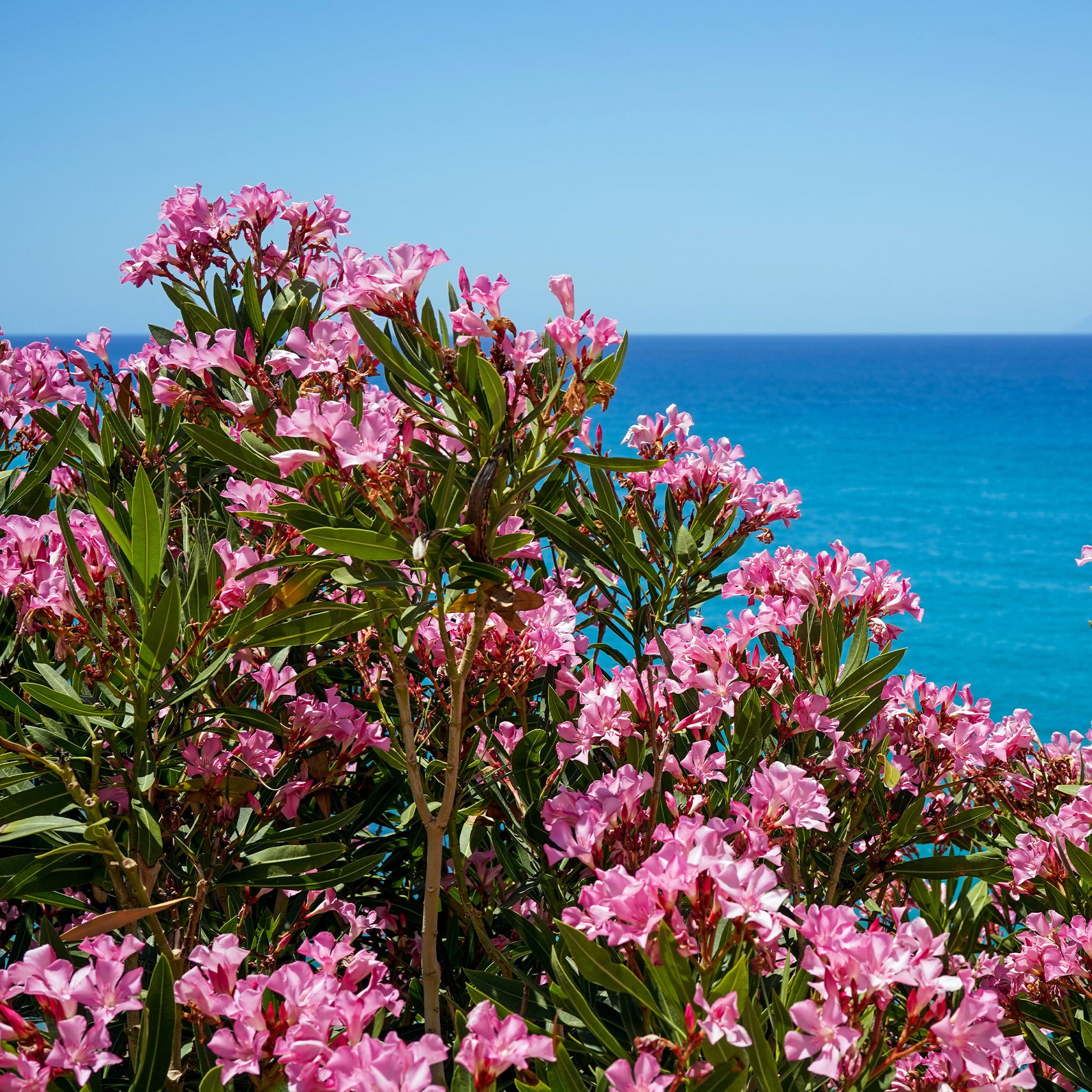 Laurier-rose - Laurier-rose - Nerium oleander