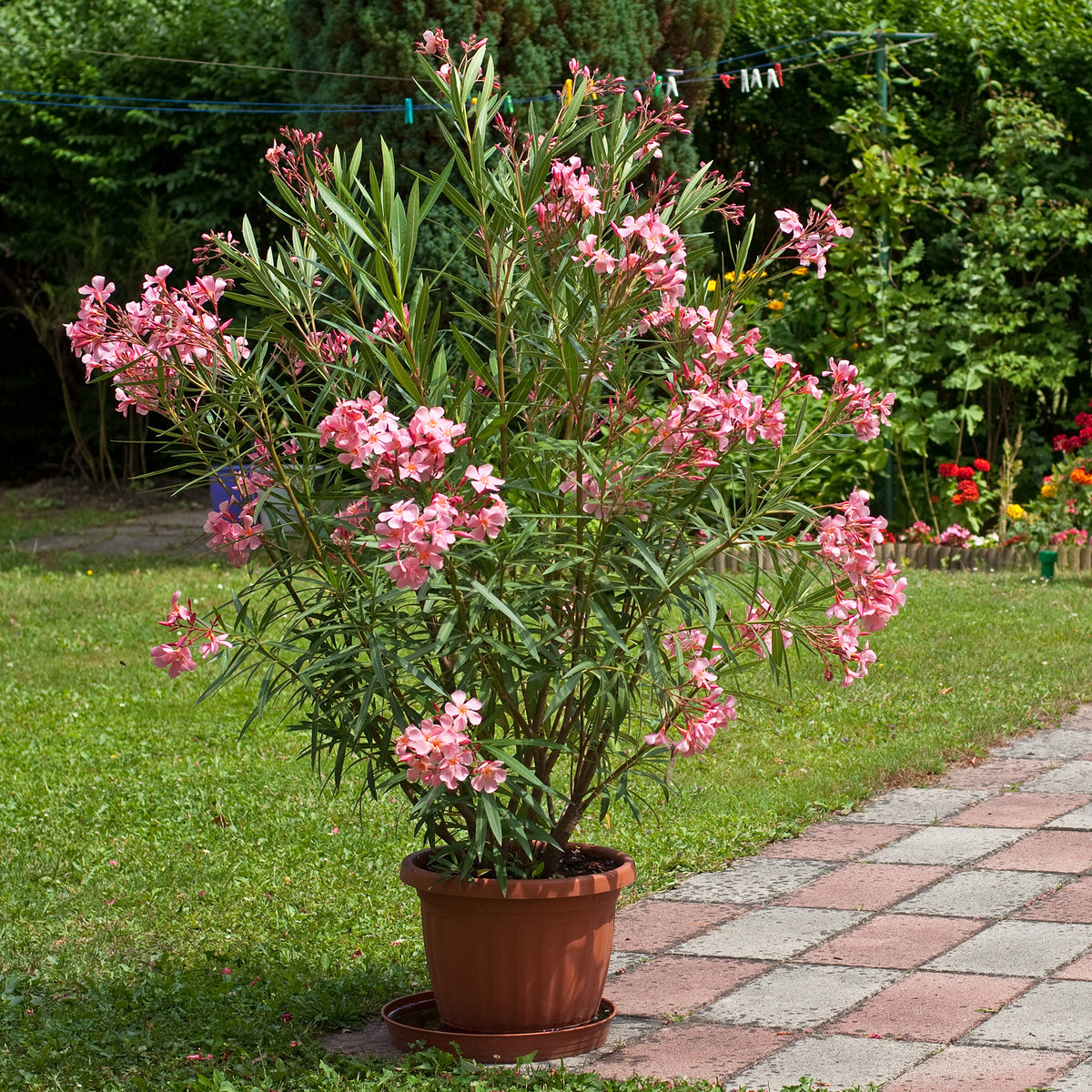 Laurier-rose - Bakker