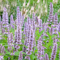 Agastache 'Blue Fortune' - Agastache blue fortune - Bakker