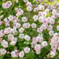 Géranium vivace cantabrigiense 'Biokovo' - Geranium cantabrigiense Biokovo - Bakker