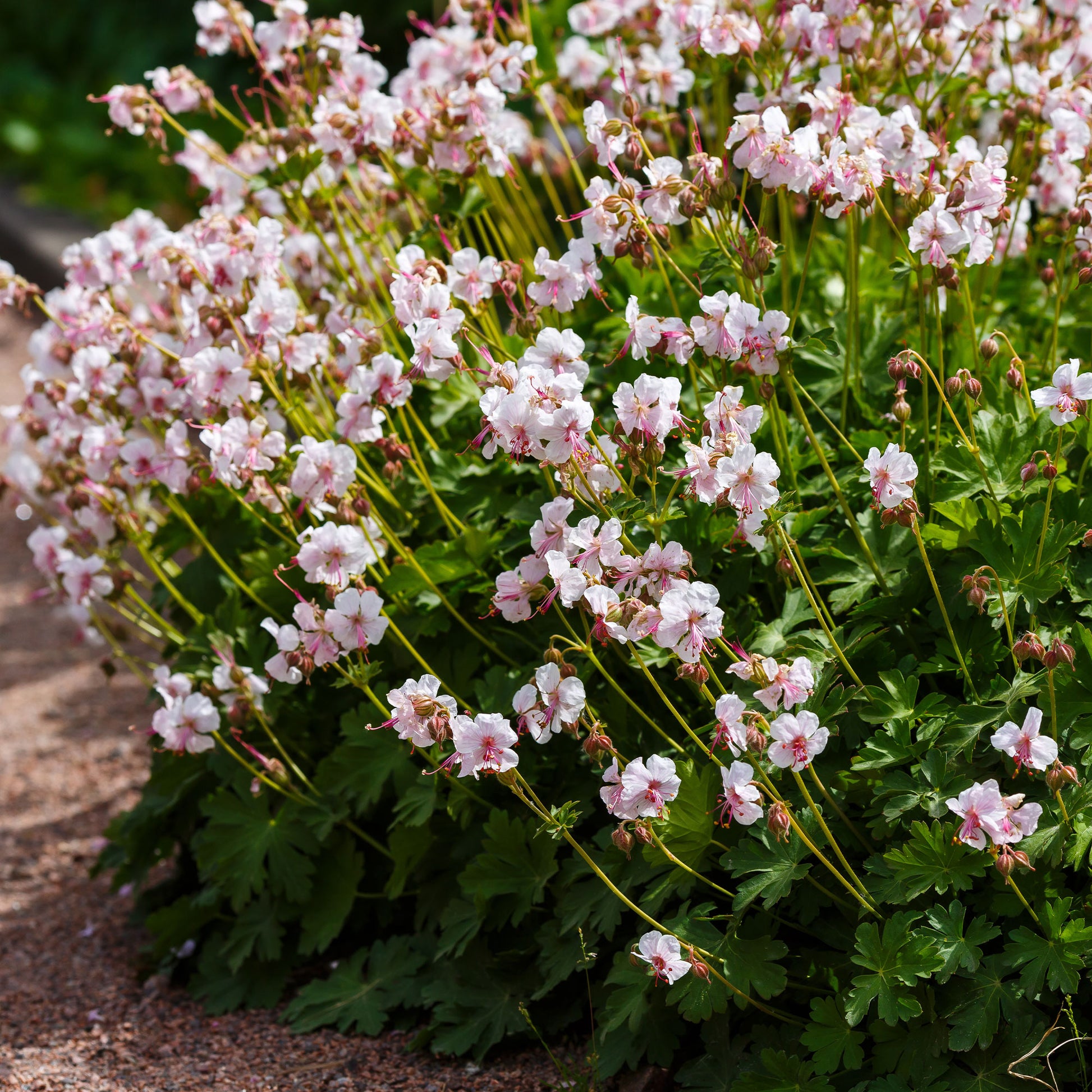 Vente Géranium vivace cantabrigiense 'Biokovo' - Geranium cantabrigiense Biokovo