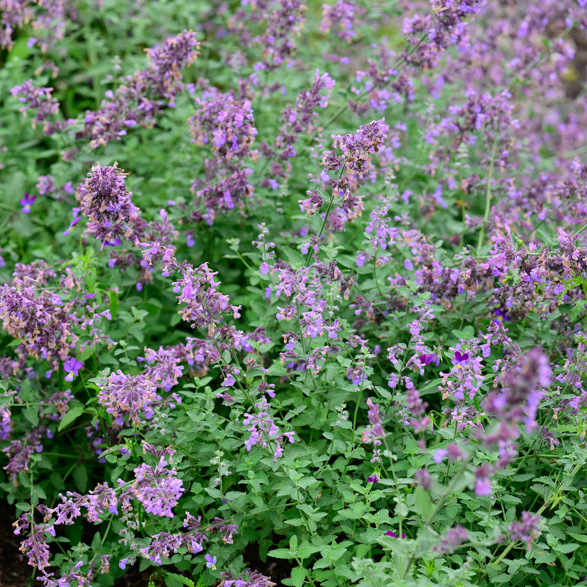 Nepeta Walker's Low