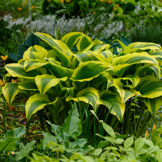 Hosta 'Queen Josephine' - Bakker