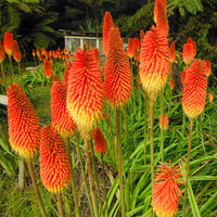 Vente 5 Tritomas - Kniphofia uvaria