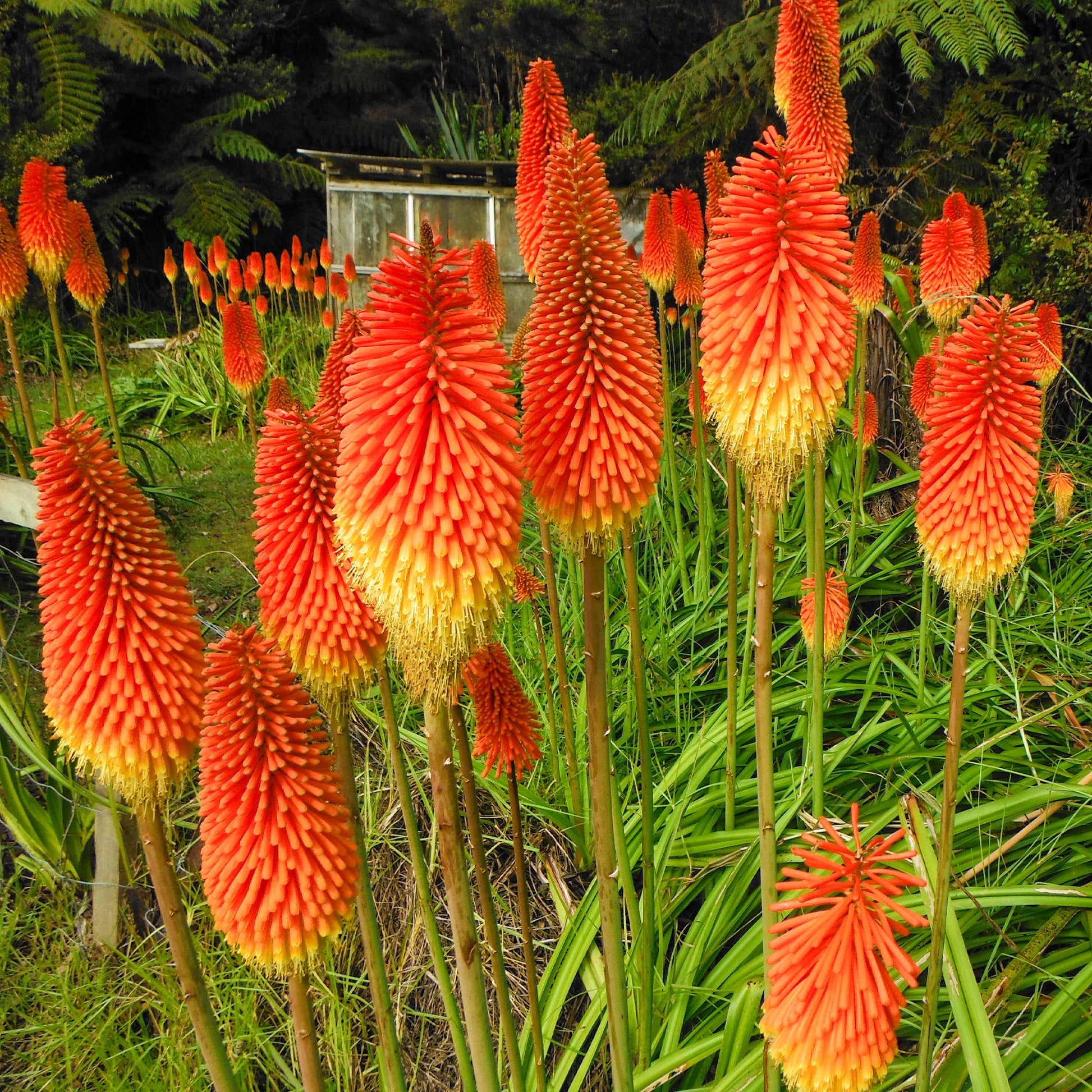 Vente 5 Tritomas - Kniphofia uvaria