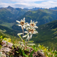Vente Edelweiss des Alpes - Leontopodium alpinum
