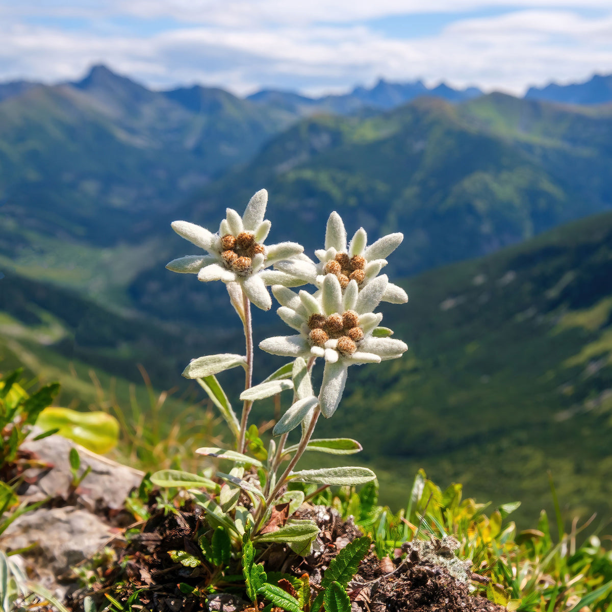 Vente Edelweiss des Alpes - Leontopodium alpinum