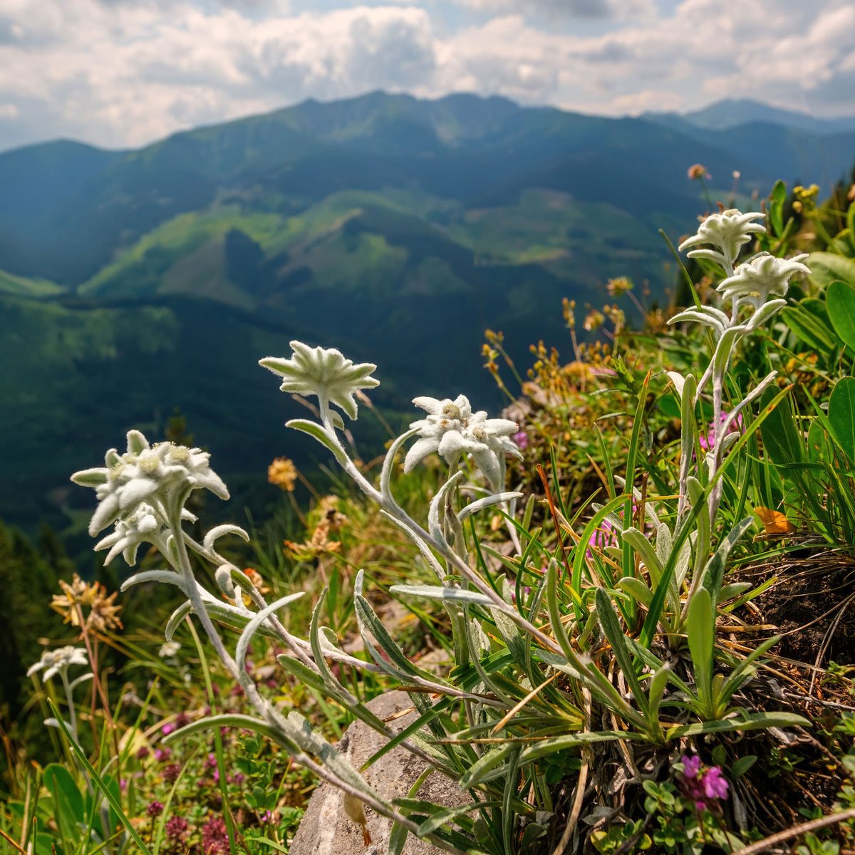 Vente Edelweiss des Alpes