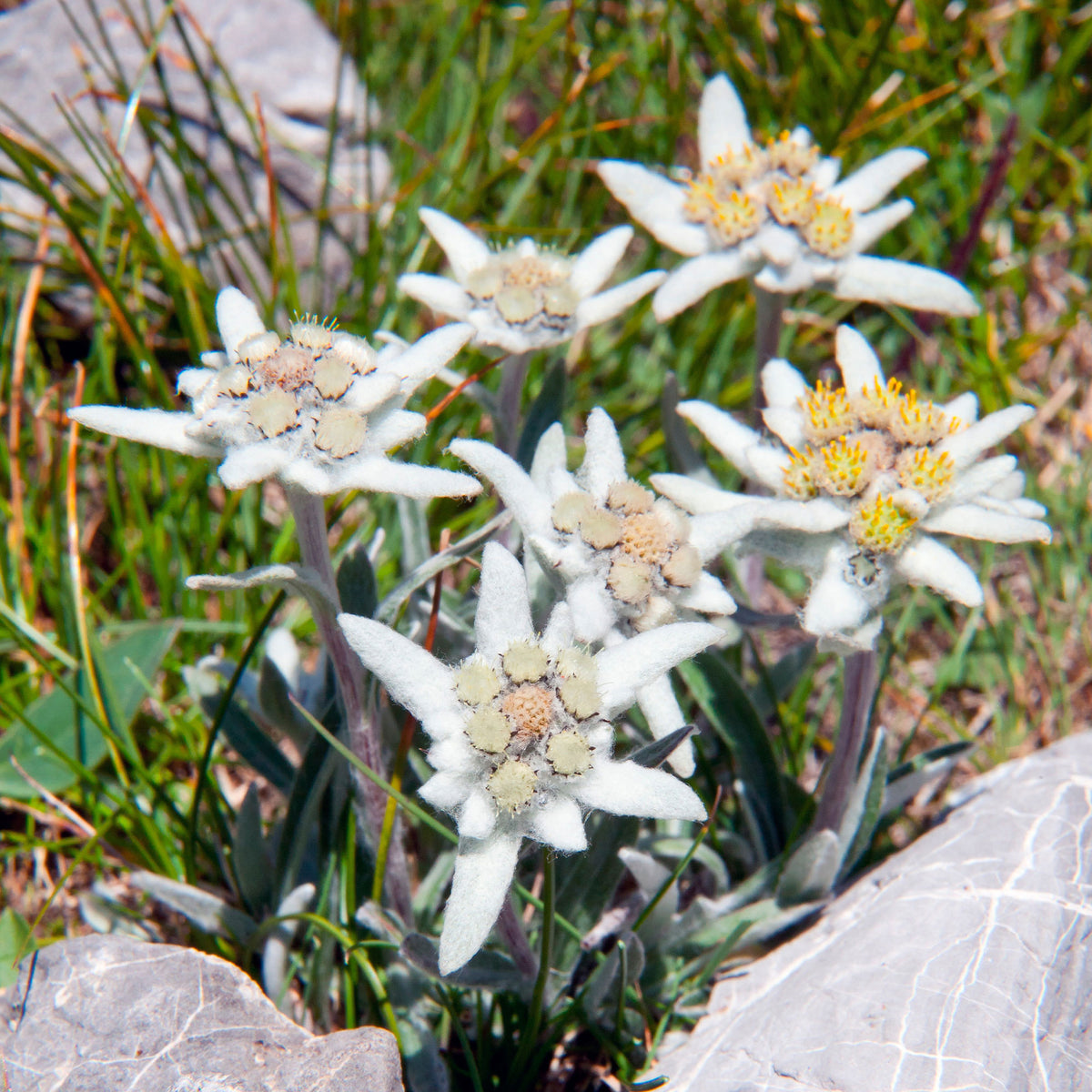 Vente Edelweiss des Alpes - Plantes vivaces