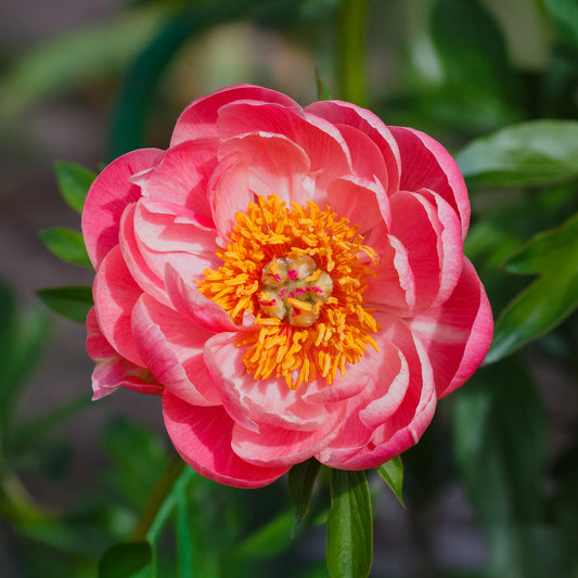 Pivoine 'Coral Sunset' - Bakker