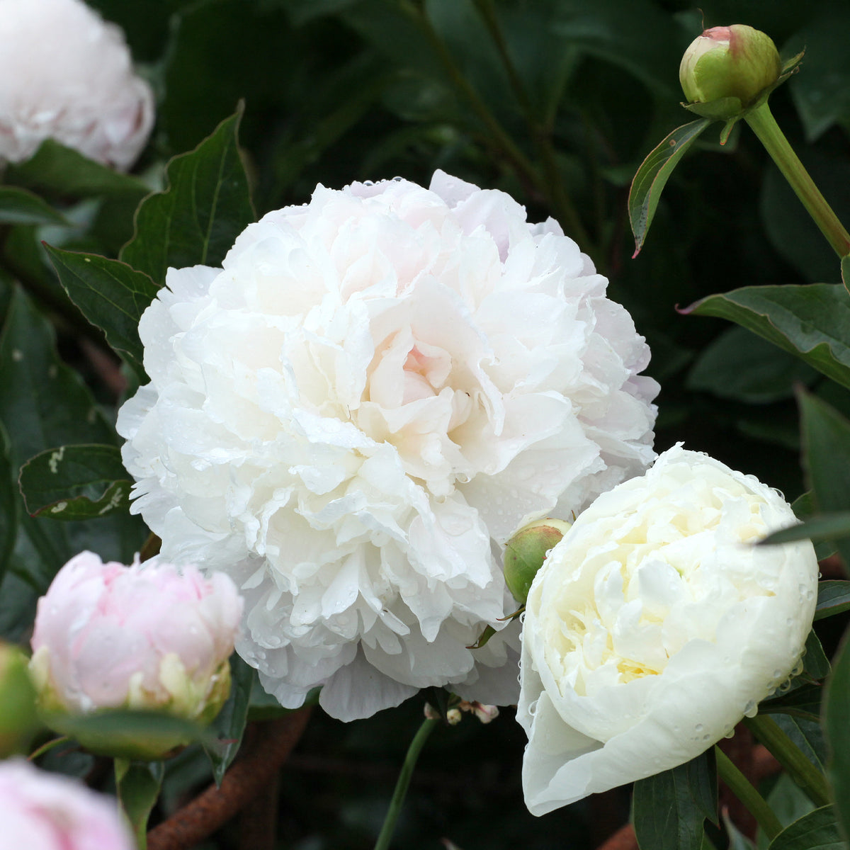 Pivoine 'Duchesse de Nemours' - Paeonia lactiflora Duchesse de Nemours - Bakker