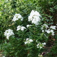 Phlox - Phlox paniculé White Admiral - Phlox paniculata white admiral