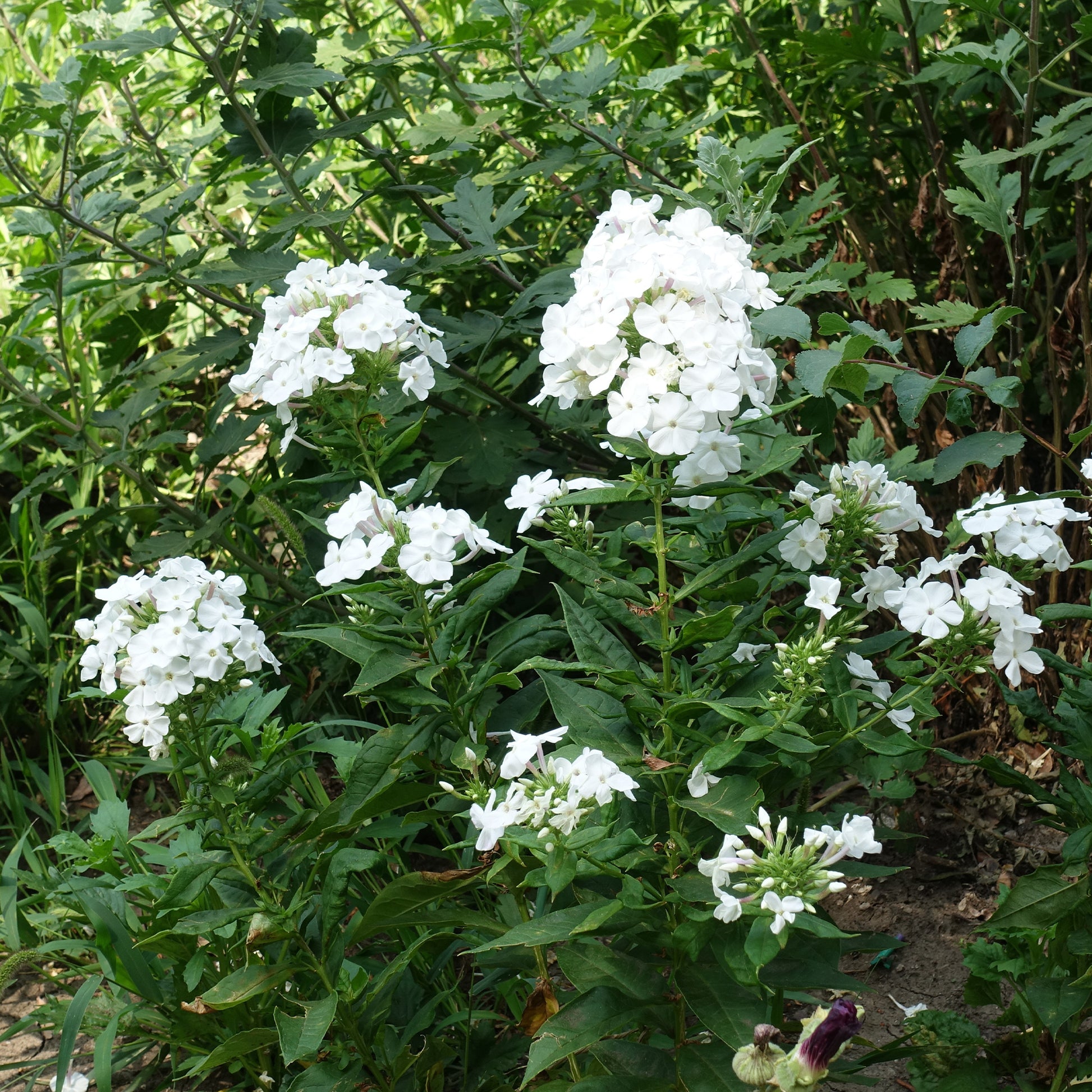 Phlox - Phlox paniculé White Admiral - Phlox paniculata white admiral