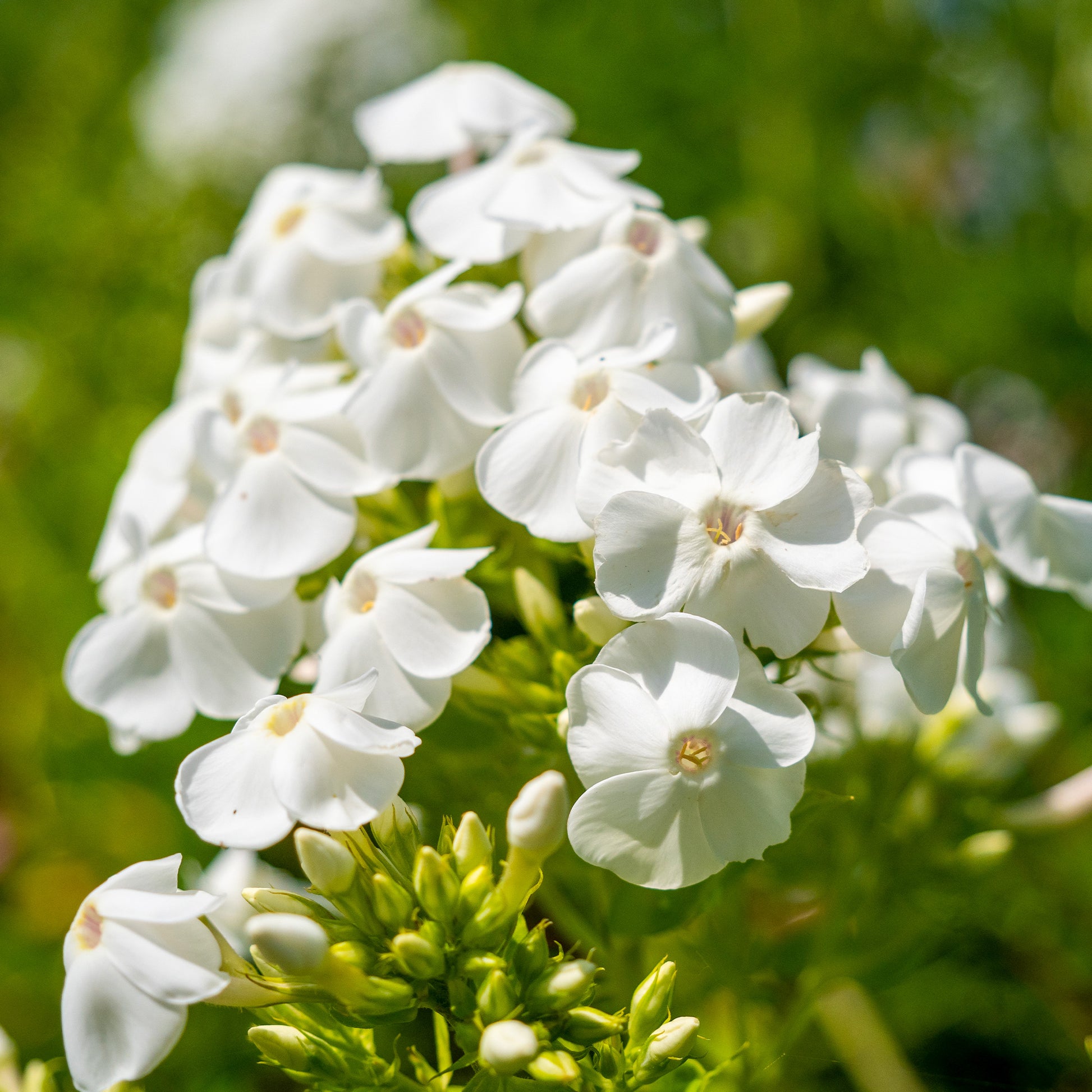 Phlox paniculé White Admiral - Phlox paniculata white admiral - Bakker