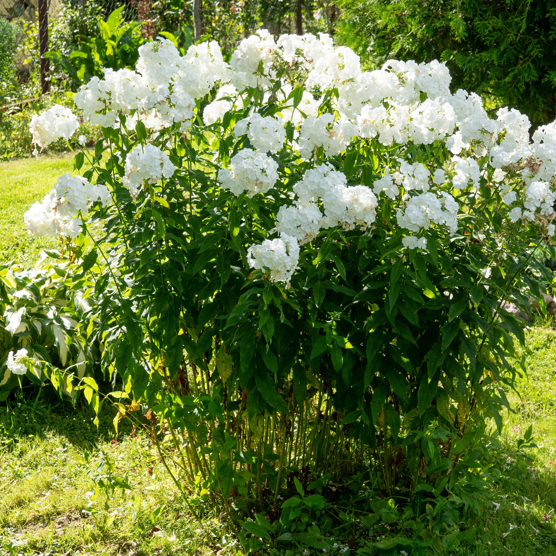 Phlox paniculata white admiral - Phlox paniculé White Admiral - Phlox