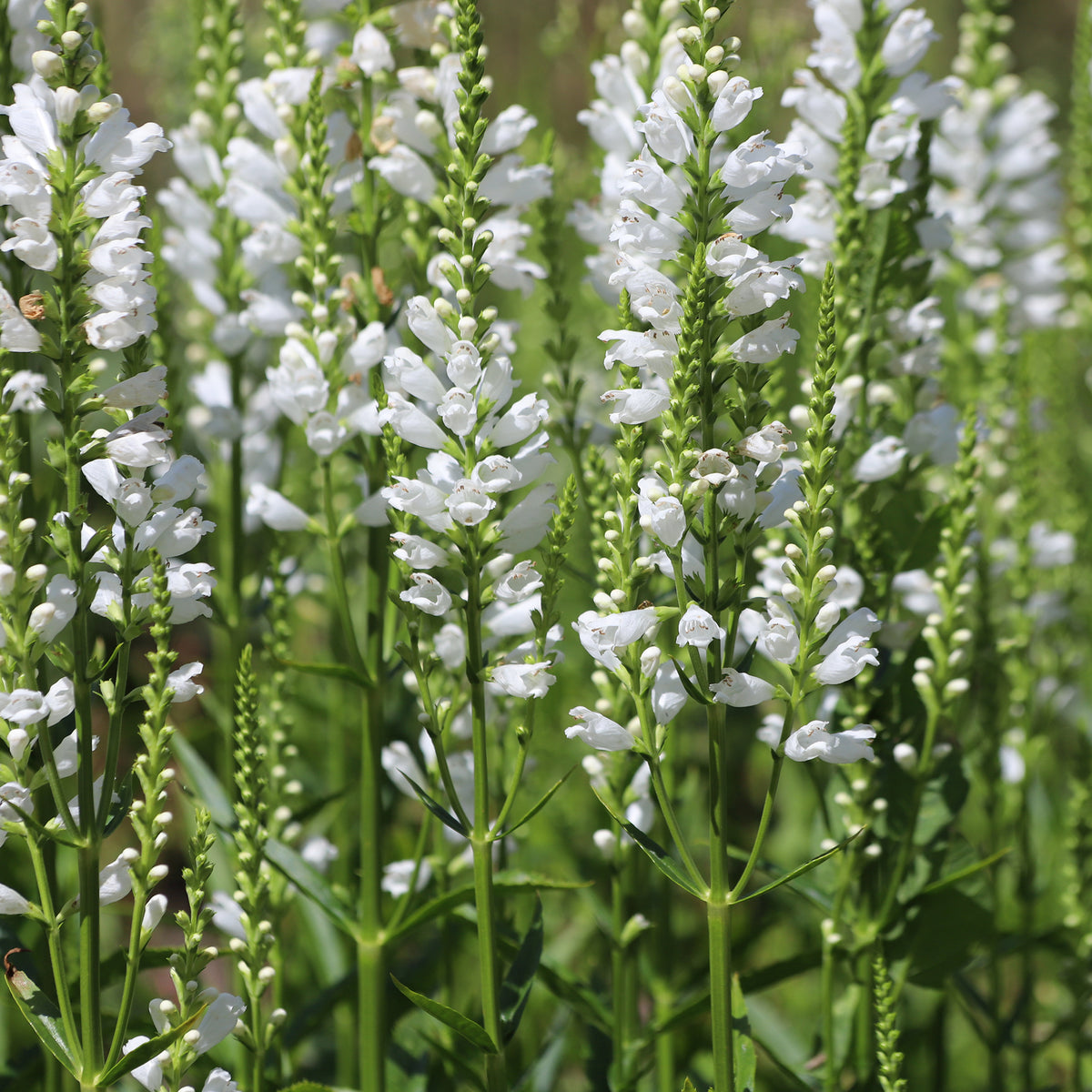 Cataleptique 'Alba'