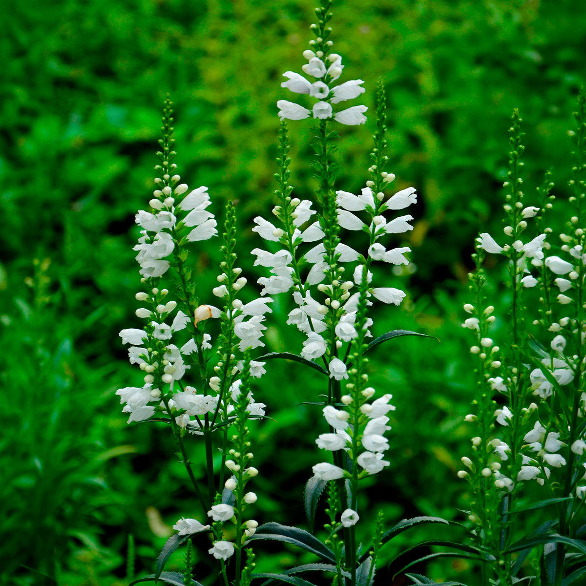 Cataleptique 'Alba'