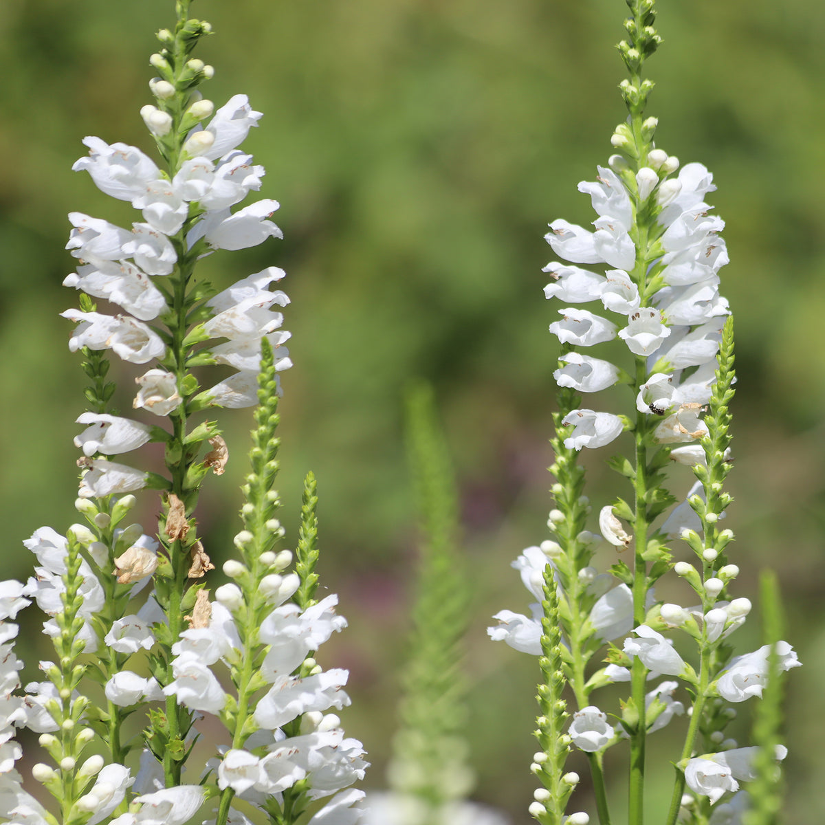Cataleptique 'Alba'