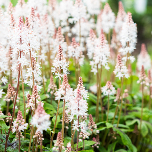 Tiarelle 'Pink Skyrocket' - Bakker