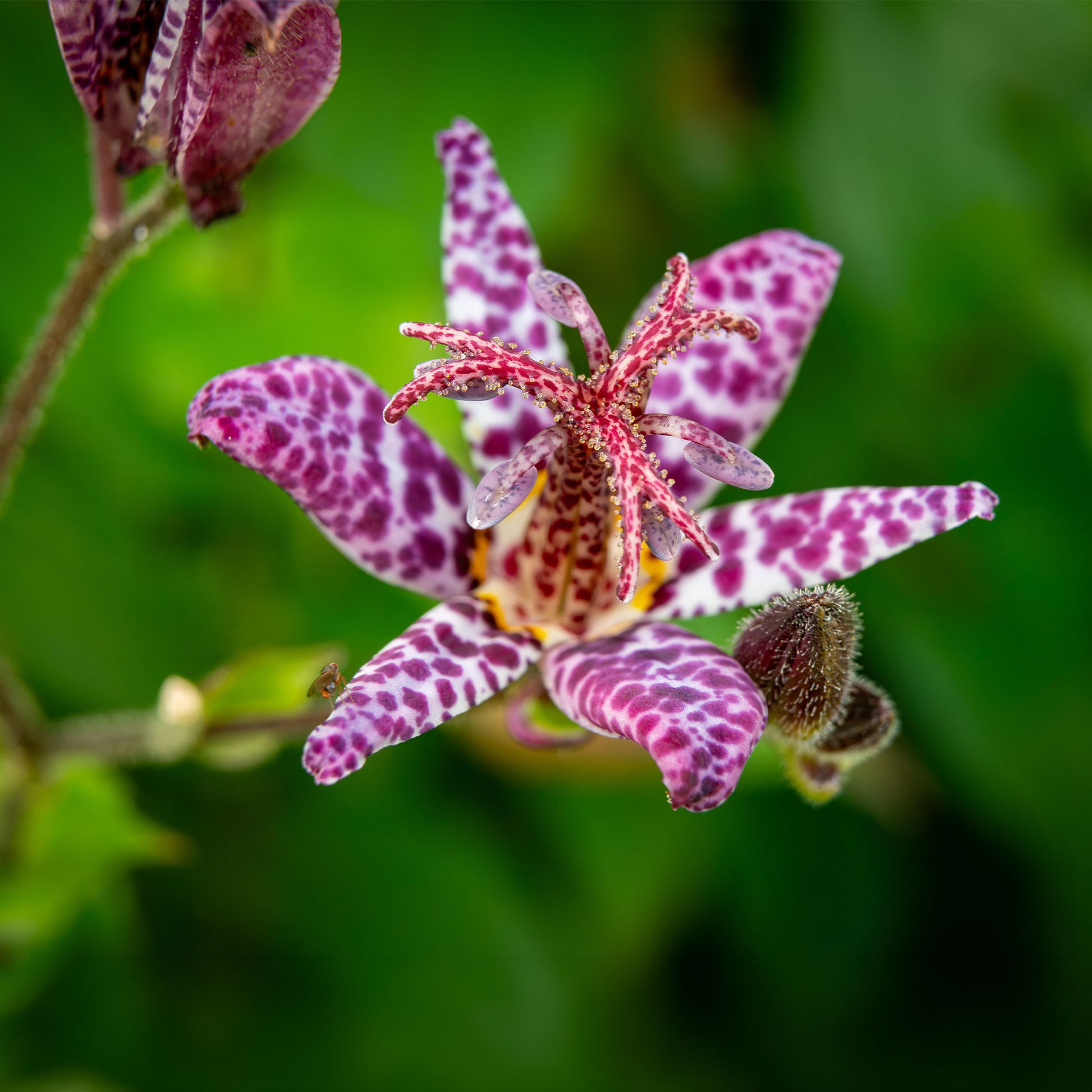 Tricyrtis hirta - Lys crapaud Tricyrtis hirta - Biologique violet-blanc - Plantes vivaces