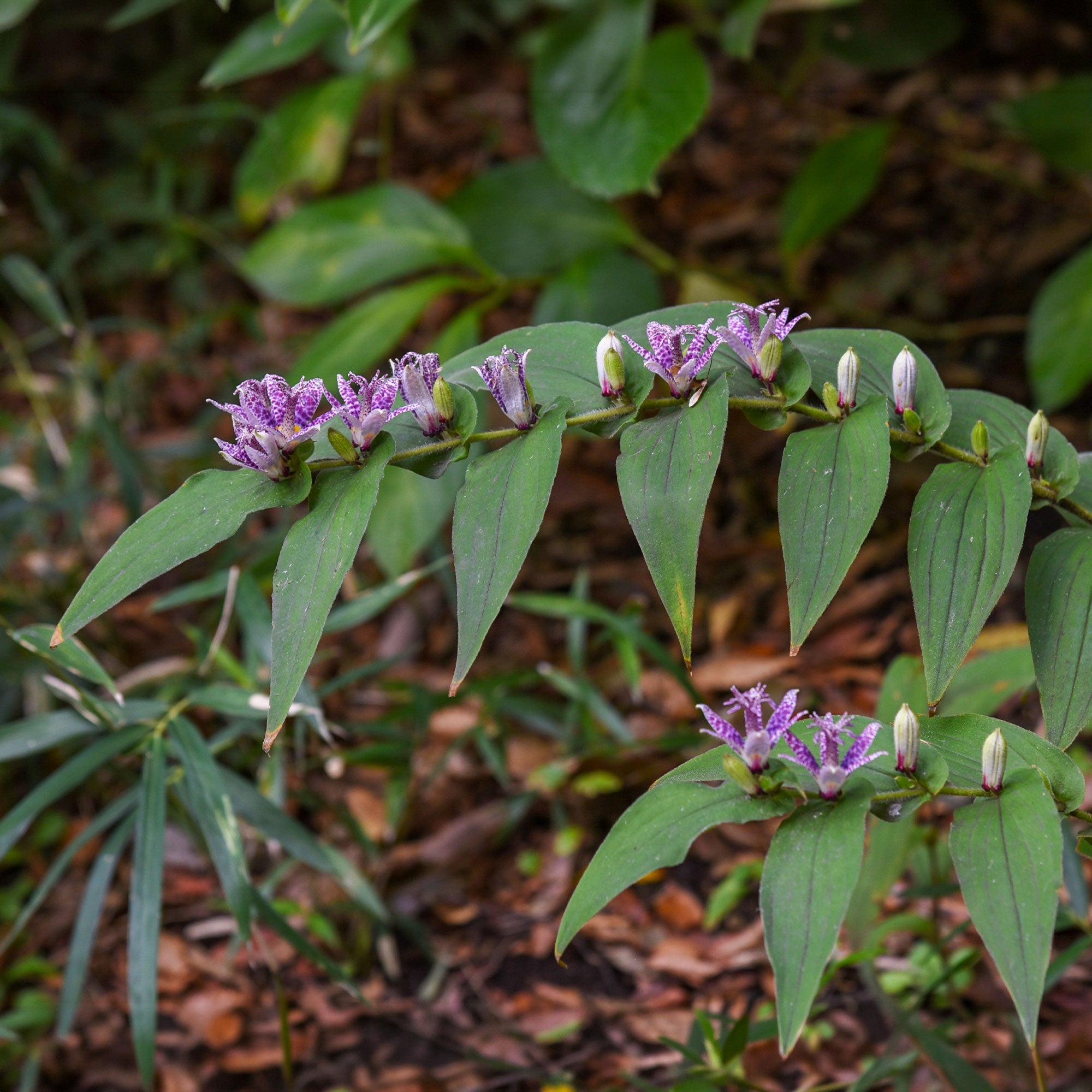 Tricyrtis | Achat en ligne sur Bakker.com