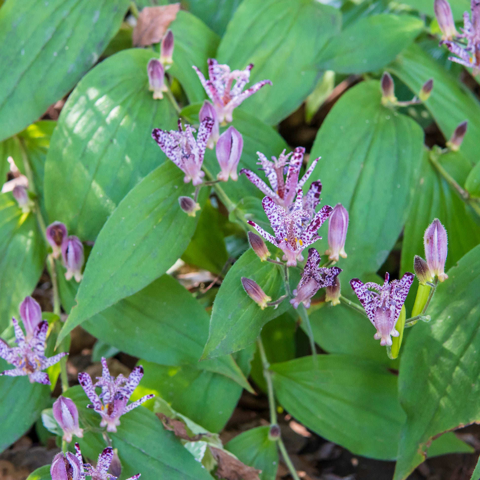 Vente Lys crapaud Tricyrtis hirta - Biologique violet-blanc - Tricyrtis hirta